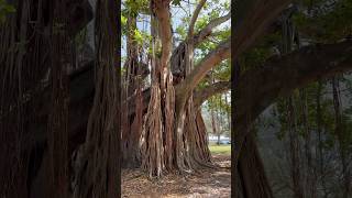 Banyan Tree Facts: Everything You Need to Know About This Amazing Tree