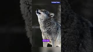 Wolf/যে কারনে নেকড়ে সবার থেকে আলাদা #short  #facts