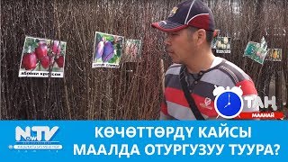 Көчөттөрдү кайсы маалда отургузуу туура? Таң маанай