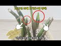 금전수 가지치기 59일 경과 무름병 걸린 금전수 삭발 후 분갈이 zz plant care