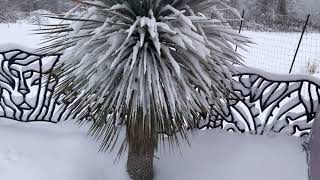 Yucca rostratas and palms in the snow