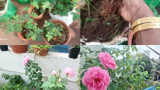 Today's garden work/ 3 types of rose propagation/ rose planting/ stem வளைத்து வைத்த செடி ....