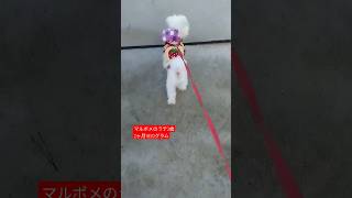 【可愛い犬動画】赤ちゃんのようにラテのポテポテ歩く　#ミックス犬#マルポメ#マルポメのラテ#極小マルポメ#マルチーズ#マルチーズのポポ#マルチーズ8ヶ月#お散歩#ポテポテ#歩く#可愛い#日常#成長記録