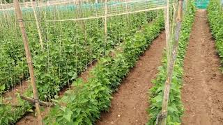 Beans cultivation