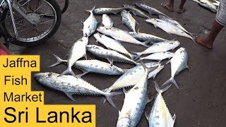 Jaffna Fish Market Sri Lanka