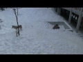 オオカミの冬のおやつ~wolf pack at the maruyama zoo