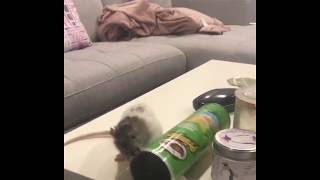 Crumpet the pet rat stealing some pringles