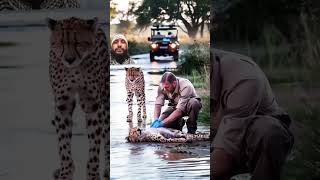 #humanity #loveanimals #animals #safari #wildlife #leopard #cheetah #forest #jungle #life #american