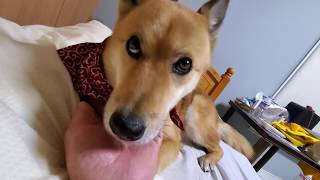 ㉓愛犬ノグリは手も舐める！　Pet dog Noguri also licks his hands　Hund Noguri leckt auch seine Hände　おなじみ(笑)シリーズ