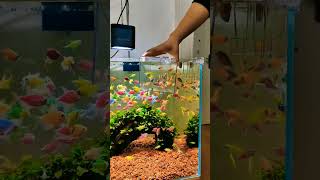 Fish aquarium #fish #shortsvideo #youtubeshort #worldenvironmentday #viralvideo