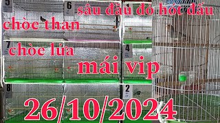 26/10/2024 Sâu Đầu Đỏ Hót Đấu _ Chòe Than Cám Cứng _ Chòe Lửa Cám Cứng Chưa Cám .......