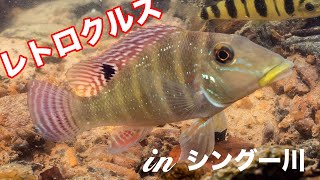 レトロクルス・シングエンシス シングー川 固有種 の 美しい シクリッド Retroculus xinguensis