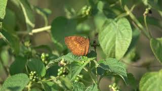 Beautiful Common castor