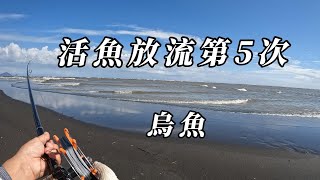 釣魚。灘釣。活烏魚放流。牛車輪。重裝備。(第5天)