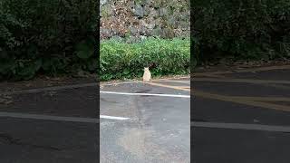 美術館の駐車場にいた猫 #ねこ #ネコ #shorts