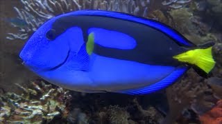 One of the most beautiful fishes in the world - Paracanthurus hepatus