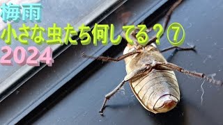 梅雨、小さな虫たちはどうしてる⑦2024🐞6月12～14日🍀指宿市竹山、千貫平山地What are the little insects doing during the rainy season ?