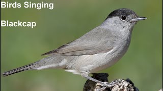 Birds Singing - Blackcap - Sounds of Nature