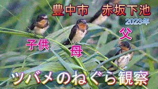 2023/8/1 ツバメのねぐら観察 豊中市 赤坂下池【Japanese reed swallow roost,August 1, 2023】