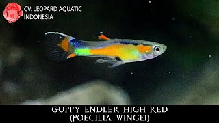 Poecilia wingei. The GORGEOUS Guppy Endler High Red. (Leopard Aquatic F043A)