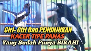 Ciri-Ciri DAN PENUNJUKAN KACER TIPE PANAS YANG SUDAH MEMPUNYAI BIRAHI HARIANNYA