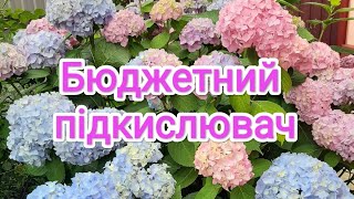 Готуємо натуральний підкислювач🍏Коли і для чого підкислювати гортензії🌸👌😉#гортензія#підкислювач#сад