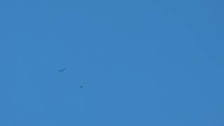 Red Crossbills flying over Heckscher SP NY sound only Nov 23 2012