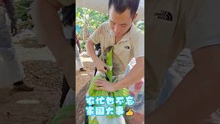 好快的刀 #农村生活 #田园生活 #广西 #种田 #香蕉 #farming #village #banana