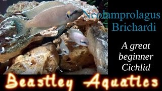 Neolamprolagus Brichardi - A great beginner Cichlid - A guide to keeping and breeding