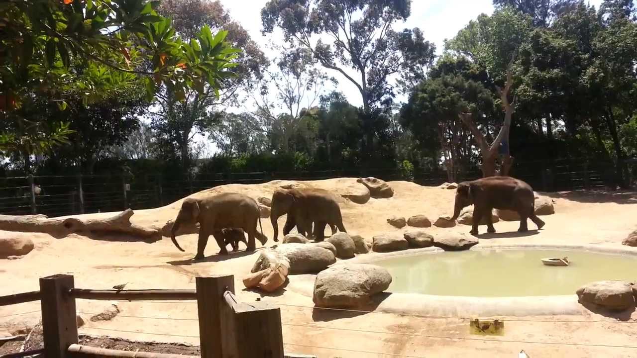 Elephants At Melbourne Zoo - YouTube