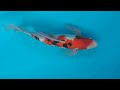 jiahe koi farm 佳河錦鯉園 a1257 龍鳳銀鱗大正56cm