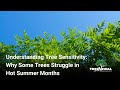 Understanding Tree Sensitivity  Why Some Trees Struggle in Hot Summer Months