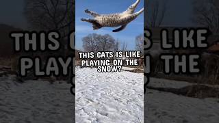 This cat is like playing on the snow? #shorts #viral #cat #animal #cute