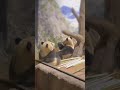 【大好きなレイちゃんを見ながらご飯のシャオくん🐼】〜上野動物園〜