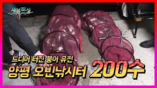 길명 100수에 이어 200수 갑니다. 양평 오빈낚시터 아침부터 밤까지 끝없이 나오는 조황