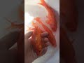 goldfish mix 😍 fish a fish cute animals shorts short shortvideo animals fishing carp fish