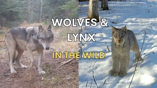 Lynx and Wolf Trail Camera Video Footage Compilation