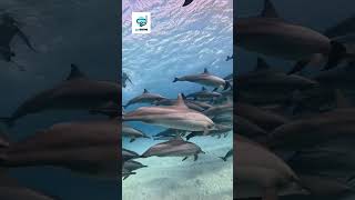 كم عدد الدلافين التي رايتها في حياتك ؟How many dolphins have you seen in your life ?