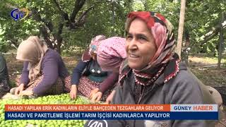 HASADI YAPILAN ERİK KADINLARIN ELİYLE BAHÇEDEN TEZGAHLARA GELİYOR