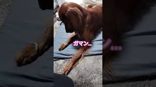 新技習得 #irishsetter #アイリッシュセッター #大型犬 #ペット #大型犬のいる生活 #犬のいる暮らし