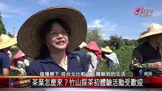 20190805 採茶初體驗 竹山茶園遊客搖身一日採茶人