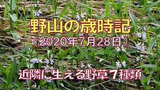 野山の歳時記　近隣に生える野草７種類　2020年7月28日