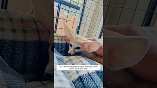 This family adopted a baby fennec fox in their home and then #animalshorts #animalrescue