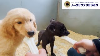 【あかちゃん】犬とハイエナに骨ガム上げてみた