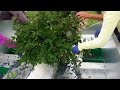 haskap berry harvesting with the easy harvester