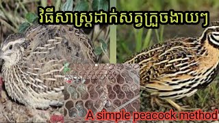 វិធីសាស្ត្រដាក់សត្វក្រួចងាយៗA simple peacock method