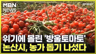 위기에 몰린 '방울토마토'…논산시, 농가 돕기 나섰다 [전국네트워크]