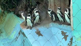 ケープペンギンのお昼ご飯の時間　2022年10月8日 上野動物園