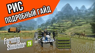 Рис: подробный гайд | Farming Simulator 25