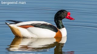 20230516 BERGEEND (TADORNA TADORNA)